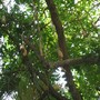 Kigelia africana. ( Sausage tree ). (Kigelia africana (Sausage Tree))