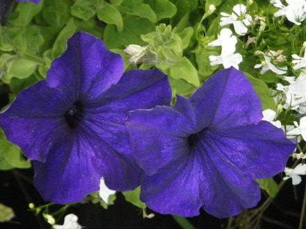 petunia and lobelia