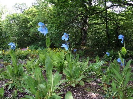 blue Meconopsis (Meconopsis betonicifolia)