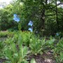 blue Meconopsis (Meconopsis betonicifolia)