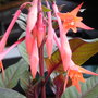 fuchsia gartenmeister