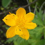 globe flower