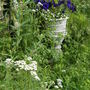 Wild Yarrow