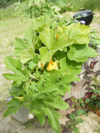 The pumpkin