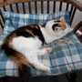 Picture_276