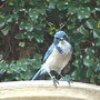 JOE - pest control for organic gardening