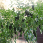 PEPPER PLANTS
