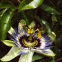 Passion_in_flower