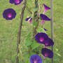 Purple Morning Glories
