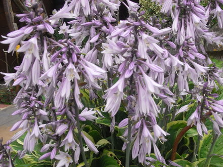 Hosta in flower. (Hosta fortunei (Plantain lily))