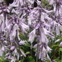 Hosta_2