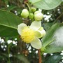 Camellia sinensis ( Tea flower ). (Camellia sinensis (Tea))