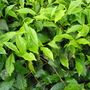 Camellia sinensis (Camellia sinensis (Tea))