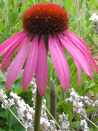 Echinacea. 'Pink Parasol' (Echinacea purpurea (Coneflower) 'Pink parasol')
