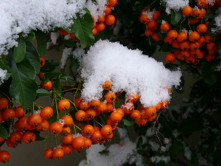 Pyracantha 