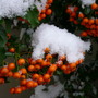 Ngs_snow___spring_pics_002