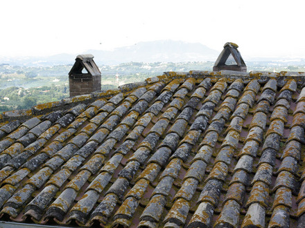 Roof where snapdragon was growing