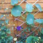 Nasturtiiun__purple_clematis