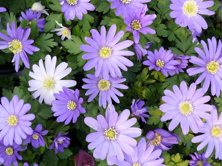 Anemone Blanda