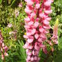 Lupins_up_close
