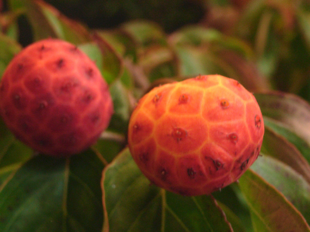 cornus.jpg
