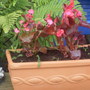 Begonia_planter
