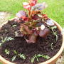 Begonia