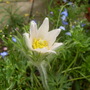 Pulsatilla_vulgaris