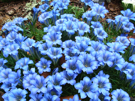gentians.jpg
