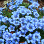 gentians.jpg