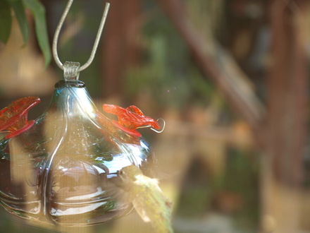Hummingbird, having a look at his own reflection