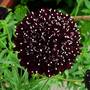 Centaurea scabiosa