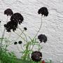 Scabious on terrace (Centaurea scabiosa (Centauree Scabieuse))
