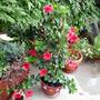 Containers on the terrace (Dipladenia)