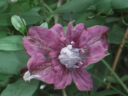 Clematis viticella 'Purpurea Plena' (Clematis viticella 'Purpurea Plena')