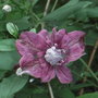 Clematis_viticella__purpurea_plena_