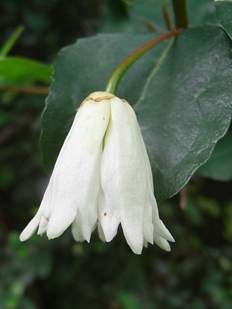Crinodendron patagua (Crinodendron patagua)