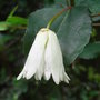 Crinodendron_patagua