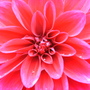 Dahlia
