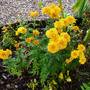 Summer Chrysanthemums in front garden (Chrysanthemum maximowiczii)