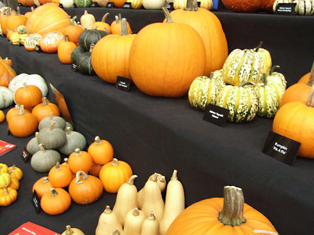 pumpkins.jpg