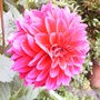 Dahlia