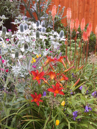 Island Bed July 2008