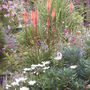 Kniphofia 'Northern Lights' and Chrysanthemum 'Little Silver Princess'