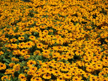 Rudbeckia?