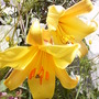 Lillies2
