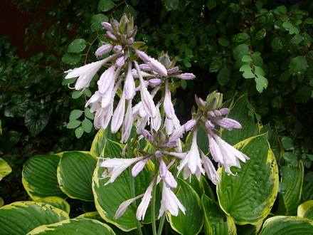 Hosta in flower (Hosta fortunei (Plantain lily))