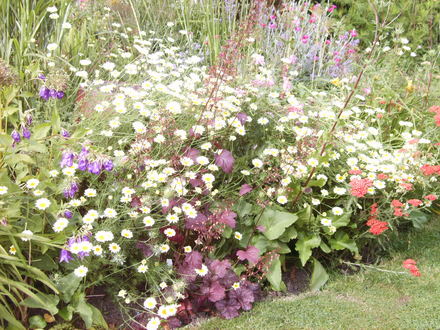 Island Ben 2008 (Heuchera 'Velvet Night')