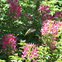 20080718_35