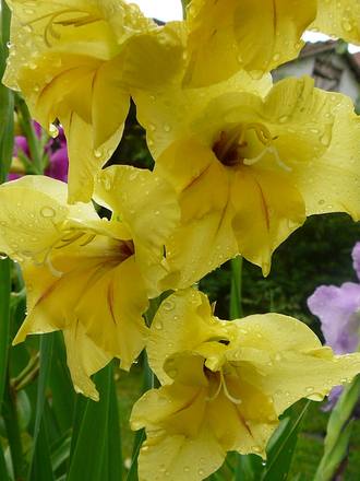 Yellow Gladiolus (Gladiolus grandiflorus)